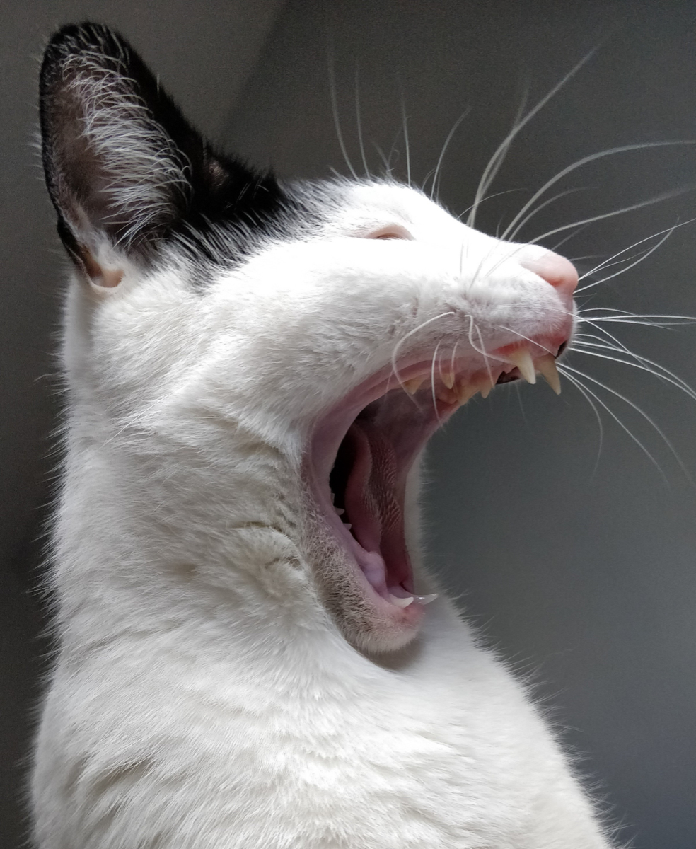 Rudely Awoken - Samantha Innard